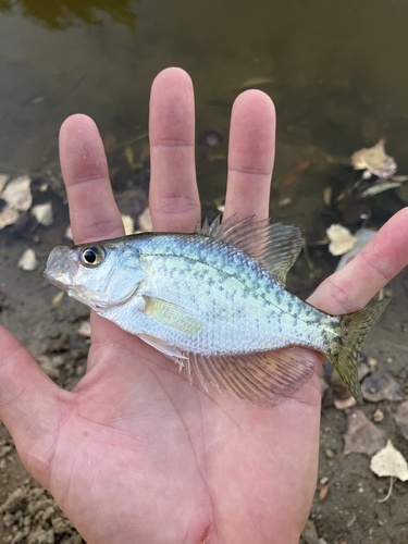 Black Crappie