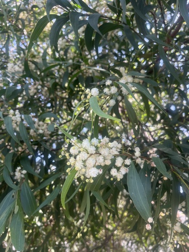 Acacia binervata, 2026-09-25
