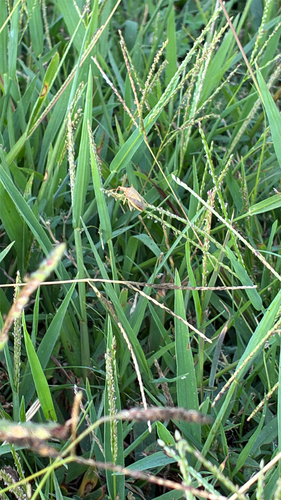 Rice Stink Bug