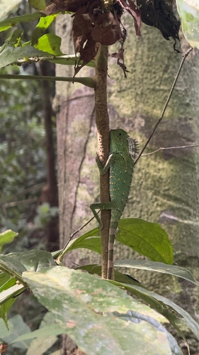 Gonocephalus chamaeleontinus observed 2026-09-23