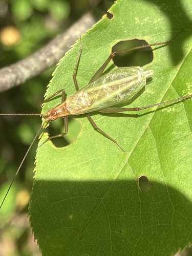 Pine Tree Cricket