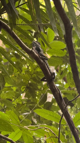Gonocephalus chamaeleontinus observed 2026-09-23