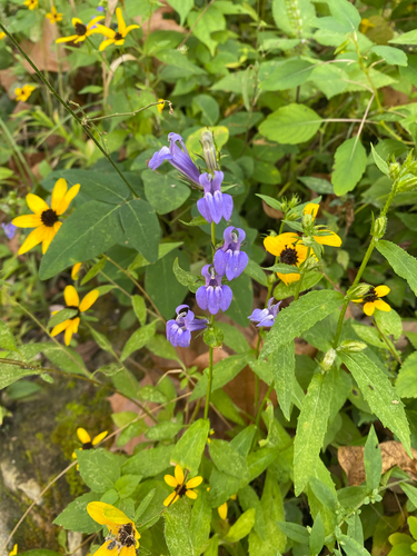 great blue lobelia