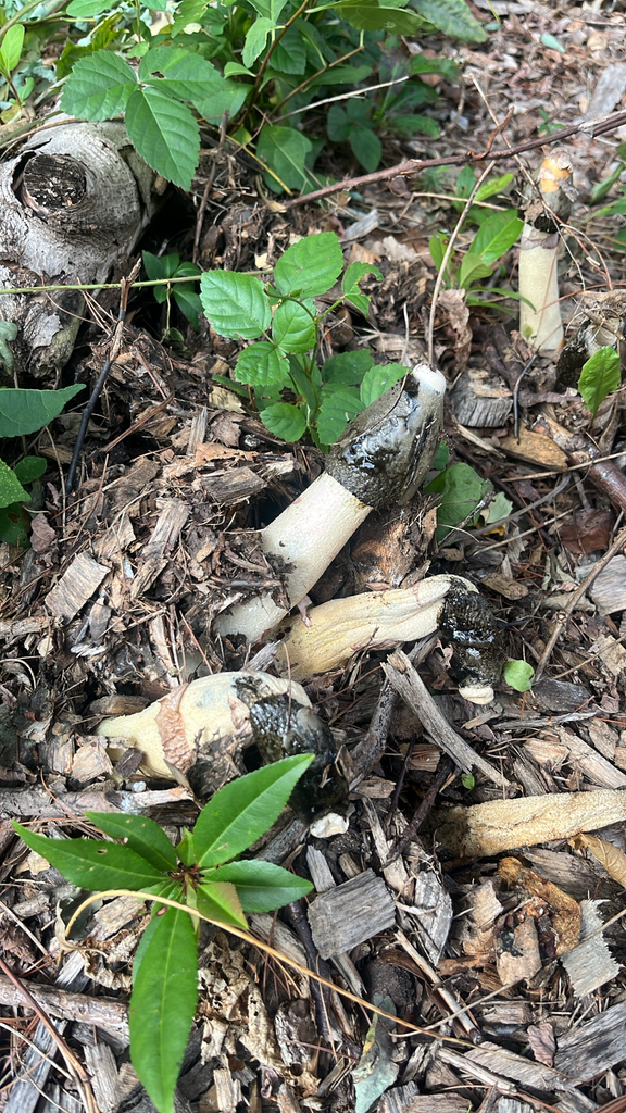 Ravenel's stinkhorn · September 2026 · photo: Photo: (c) Nico Carl, some rights reserved (CC BY) · iNaturalist