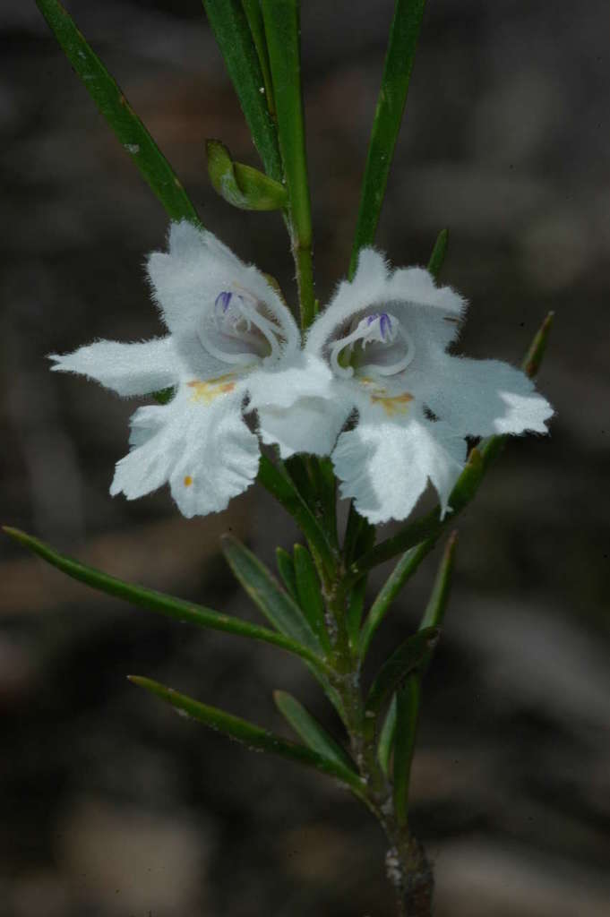 snowy mintbush from Greater Geelong Pt C, AUVI, AU on October 31