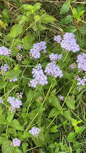 blue mistflower