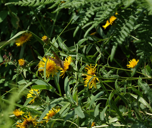 Pentanema salicinum, photograph 5