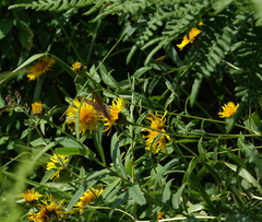 Pentanema salicinum, photograph (c) Oleg Kosterin, some rights reserved (CC BY)