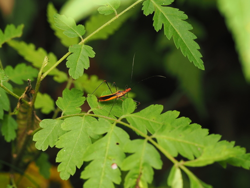 Euagoras plagiatus