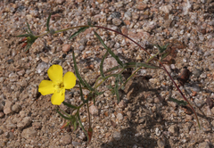 Camissonia kernensis gilmanii