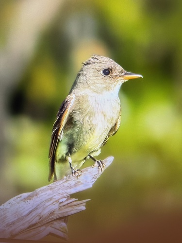 Eastern Wood-Pewee