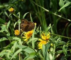 Pentanema salicinum, photograph (c) Oleg Kosterin, some rights reserved (CC BY)
