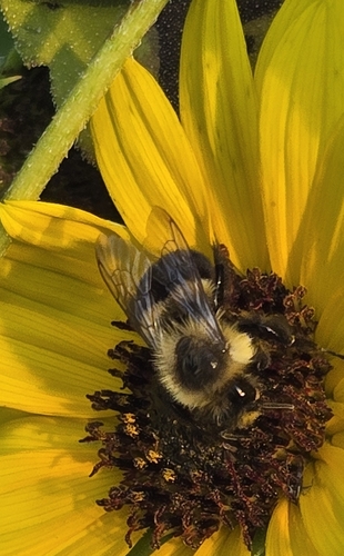 Common Eastern Bumble Bee