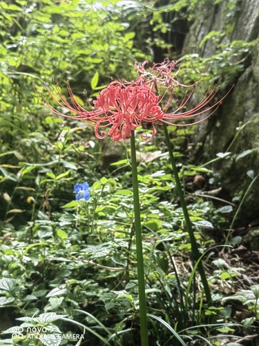 red spider lily
