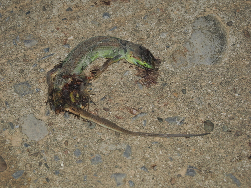China Grass Lizard