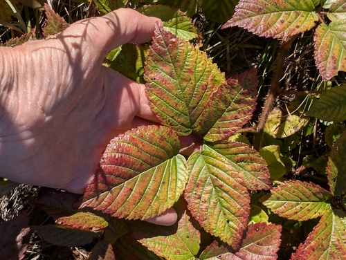 Rubus permixtus observed 2026-09-21
