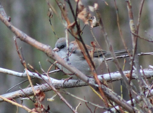 Dark-eyed Junco