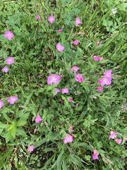 Oenothera rosea