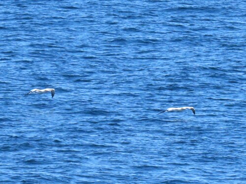 Northern Gannet