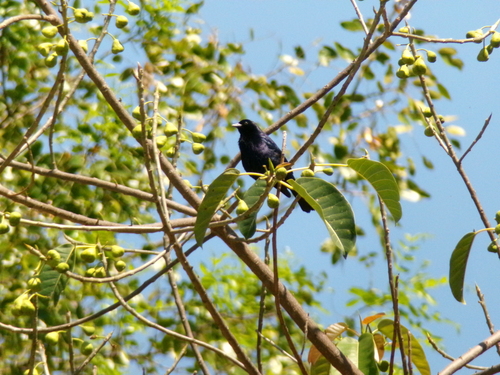 Shiny Cowbird