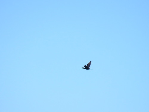 Double-crested Cormorant