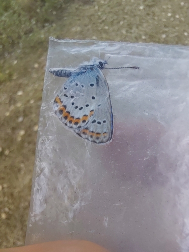 Reverdin's Blue