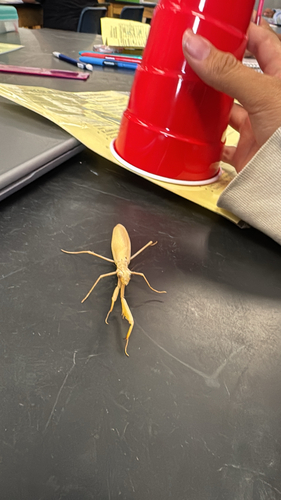European Mantis