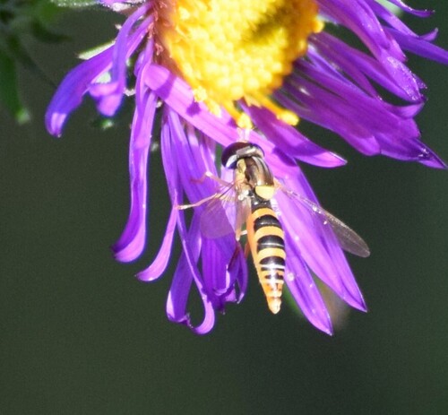Tufted Globetail