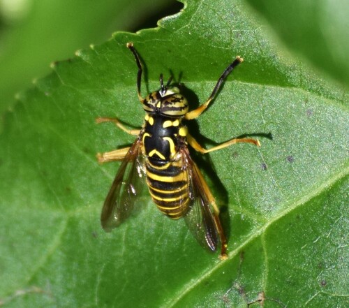 Eastern Hornet Fly