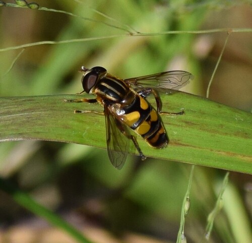Narrow-headed Marsh Fly