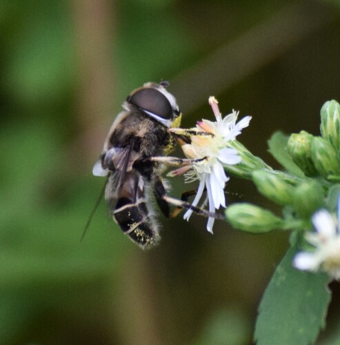Black-shouldered Drone Fly