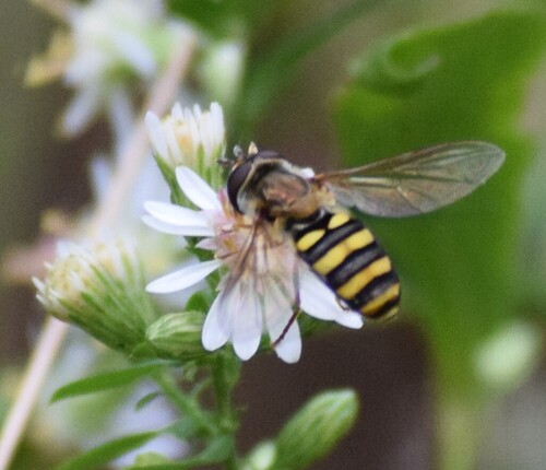 Long-tailed Aphideater Complex
