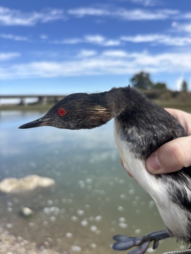 Eared Grebe