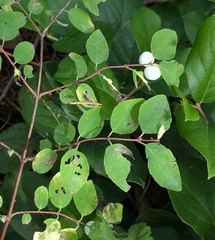 Symphoricarpos mollis