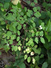Symphoricarpos mollis, photograph (c) John Brew, some rights reserved (CC BY)
