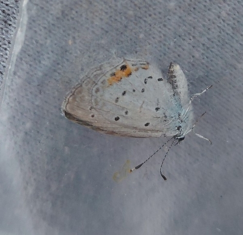 Short-tailed Blue