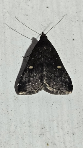 Smoky Tetanolita Moth