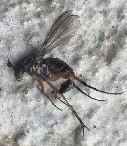 Dolichopus ramifer