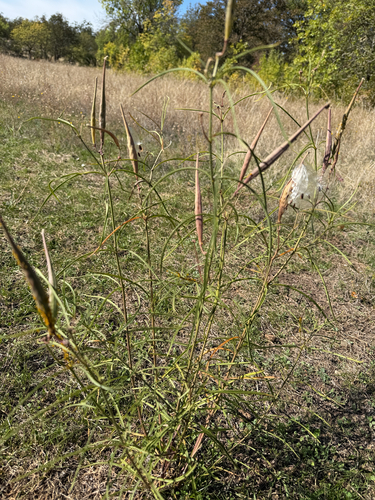 narrowleaf milkweed