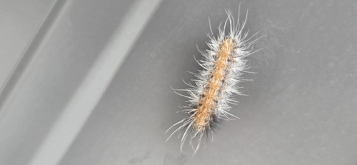 Virginian Tiger Moth