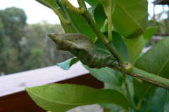 Papilio aegeus aegeus