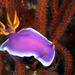 Giant Hypselodoris - Photo (c) Klaus Stiefel, some rights reserved (CC BY-NC)