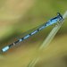 Azulilla de Estanque del Norte - Photo (c) J. N. Stuart, algunos derechos reservados (CC BY-NC-ND)