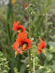 Alonsoa meridionalis, photograph (c) Pilar Navarro Diaz, some rights reserved (CC BY)