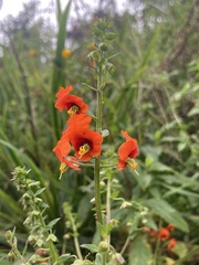 Alonsoa meridionalis, photograph (c) Pilar Navarro Diaz, some rights reserved (CC BY)