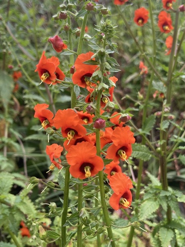 Alonsoa meridionalis, photograph 6