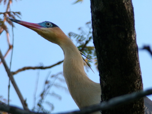 Whistling Heron