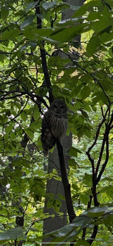 Barred Owl