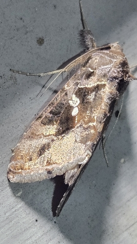 Soybean Looper Moth