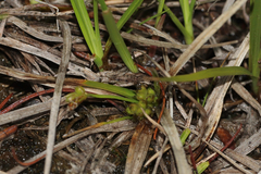 (c) Dustin Snider, some rights reserved (CC BY) Carex tonsa, photograph (c) Dustin Snider, some rights reserved (CC BY)